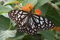 Danaus melanippus (Black-veined Tiger).JPG